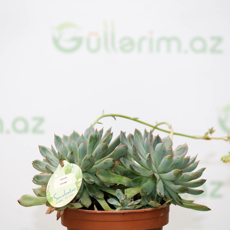 Echeveria pulidonis bitkisi