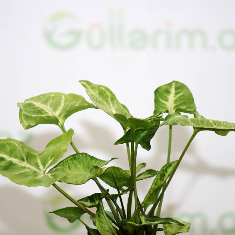 Syngonium podophyllum bitkisi