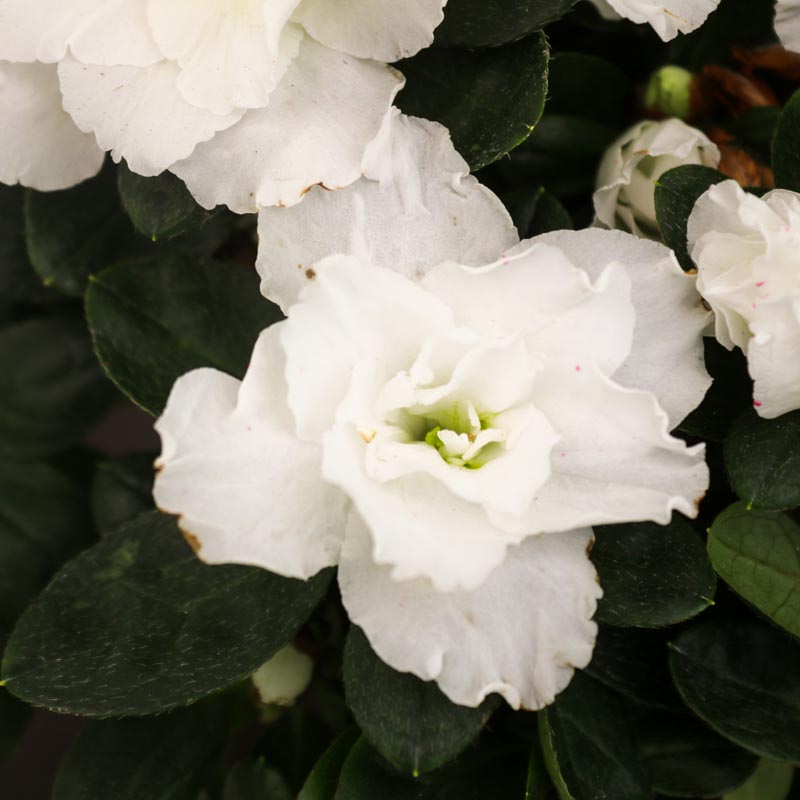 Azalea - Azaliya -Azaleya