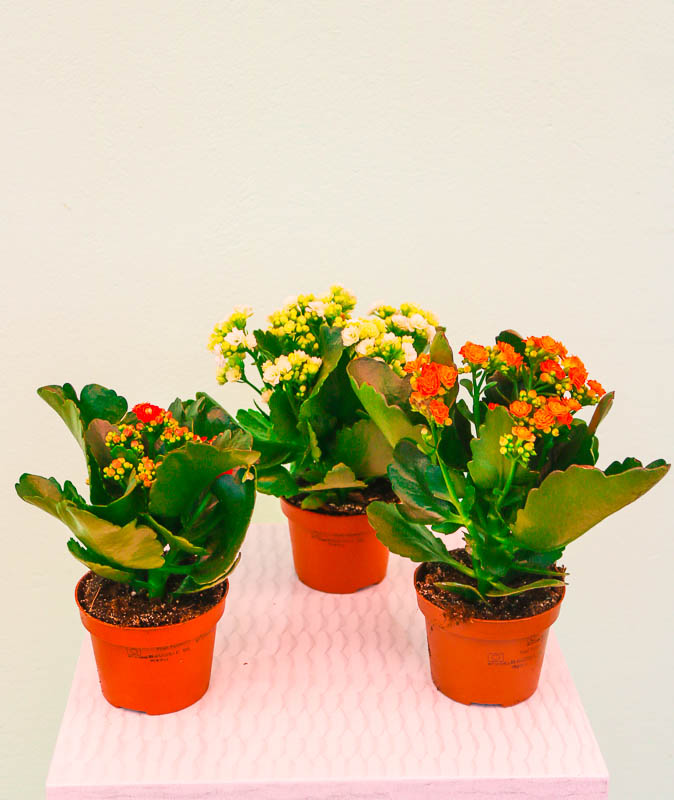 Kalonxoe -kalanxoe -kalanxoye (Kalanşo)