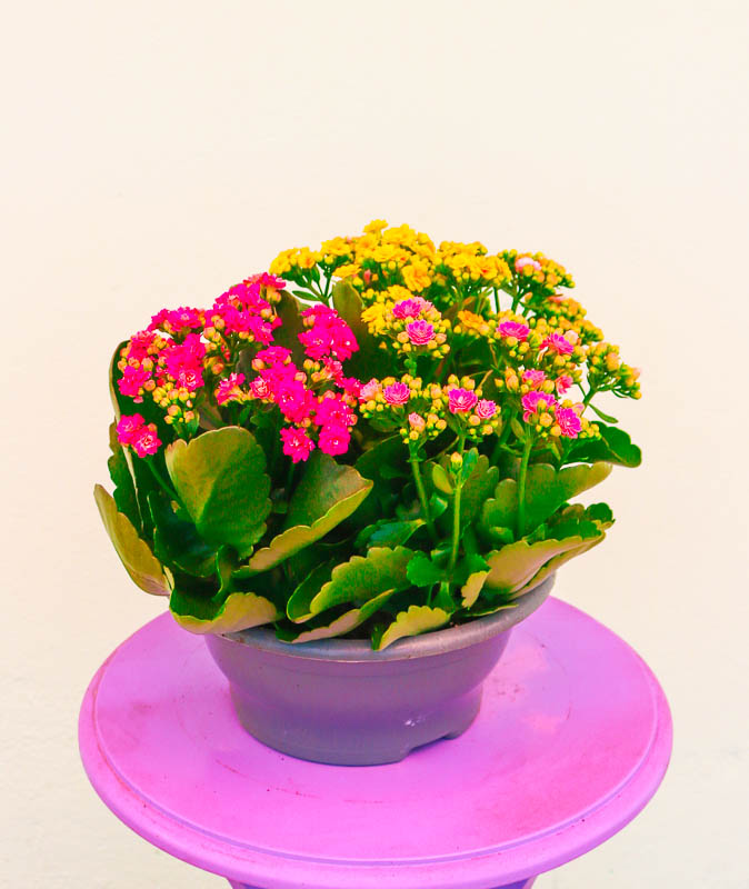 Kalonxoe -kalanxoe -kalanxoye (Kalanşo) mix