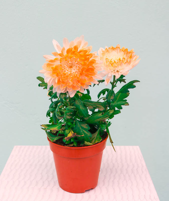 Xrizantema (Payız gülü)