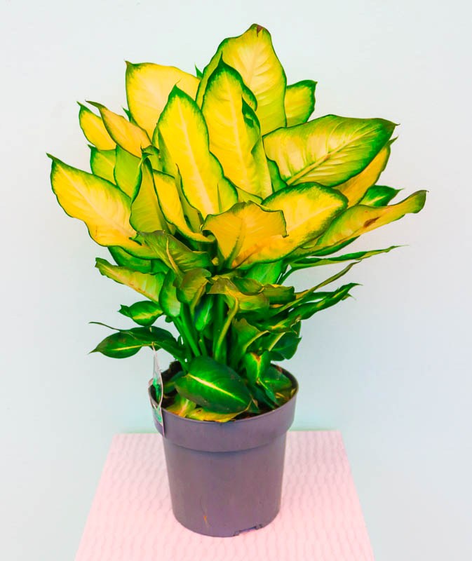 Difenbaxiya Kamille (Dieffenbachia Camille)