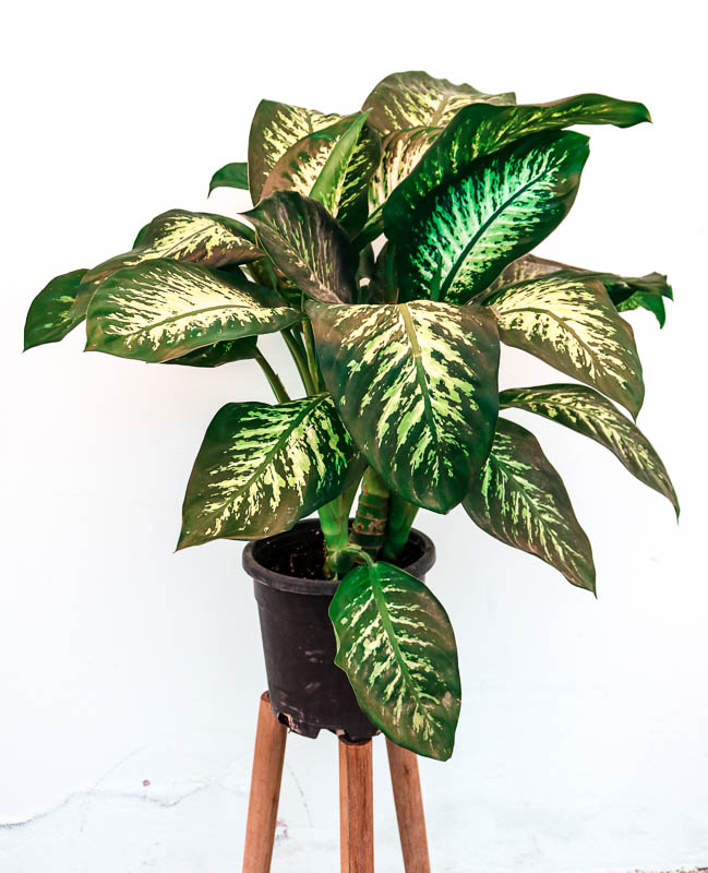 Difenbaxiya Tropik snow (Dieffenbachia Tropic Snow)