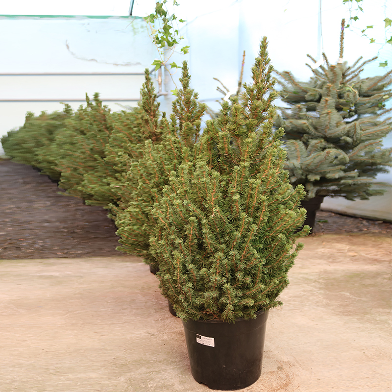 Konika (Picea glauca conica)