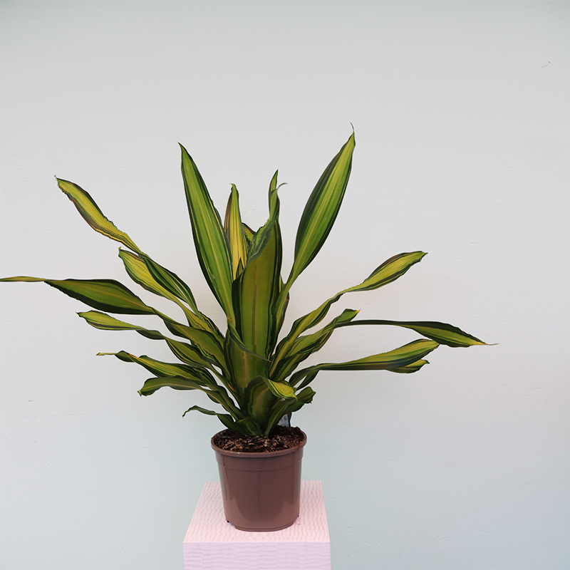Dracaena fragrans “Massangeana”
