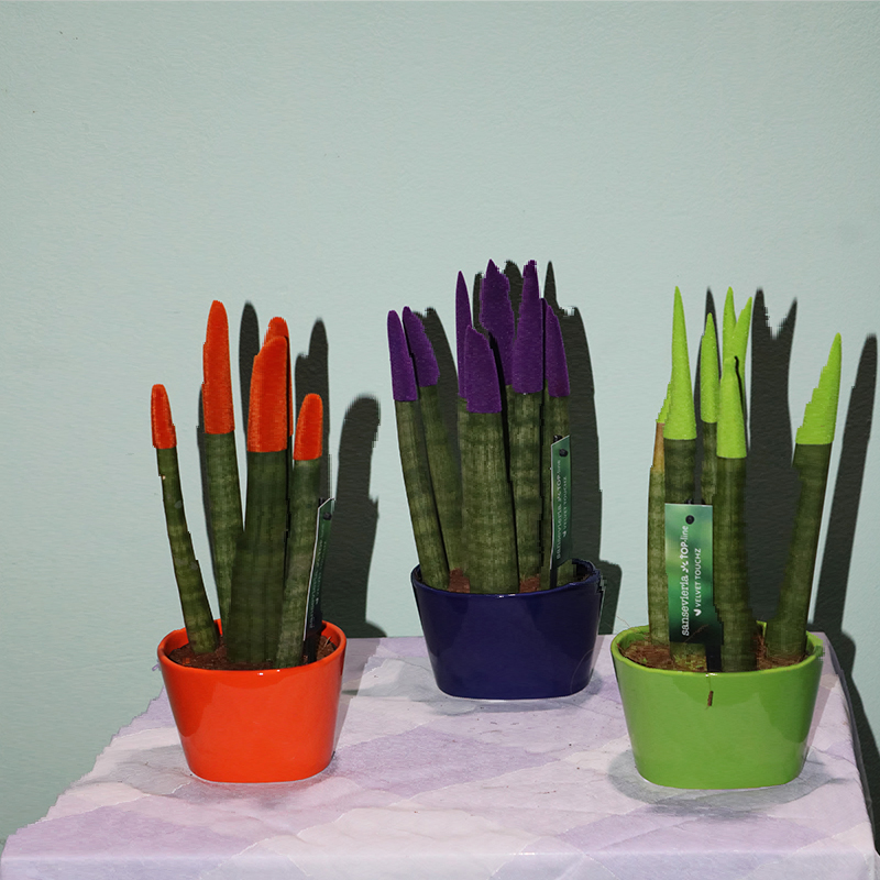 Sansevieria silindrşəkilli (Sansevieria cylindrica)