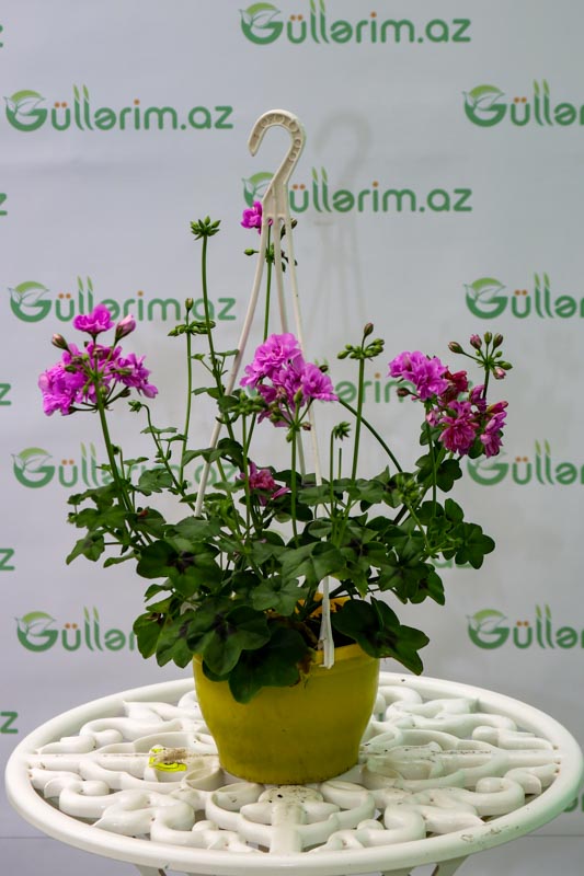 Pelargonium peltatum