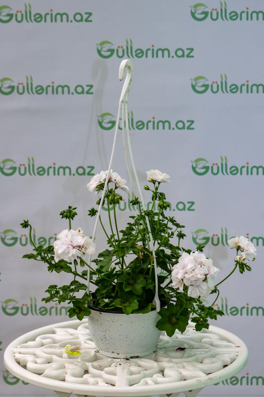 Geran bitkisi (Ətirşah)