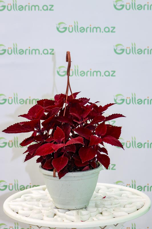 Coleus red head