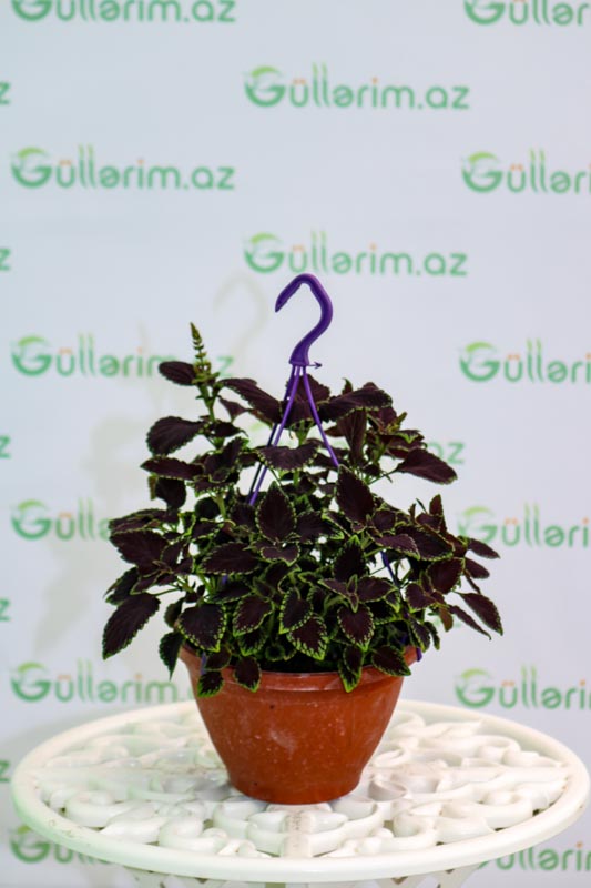 Coleus bitkisi