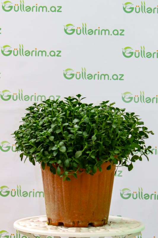 Limon kəklikotu bitkisi (Timus citriodorus)