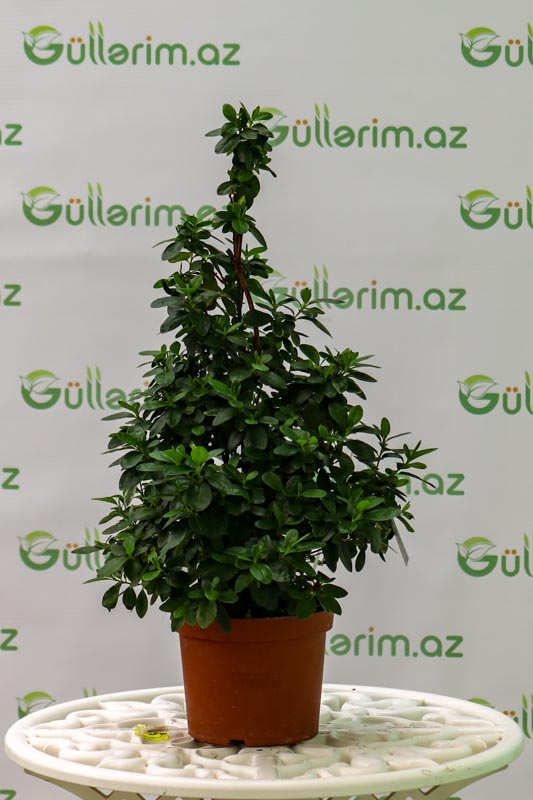 Laurus nobilis bitkisi