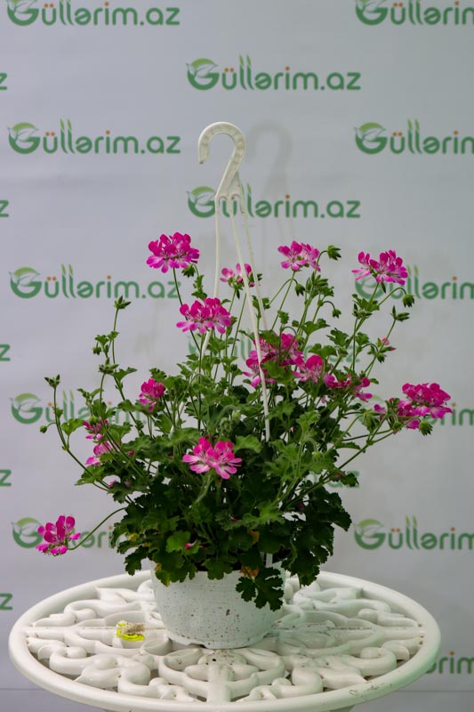 Çəhrayi Geran bitkisi