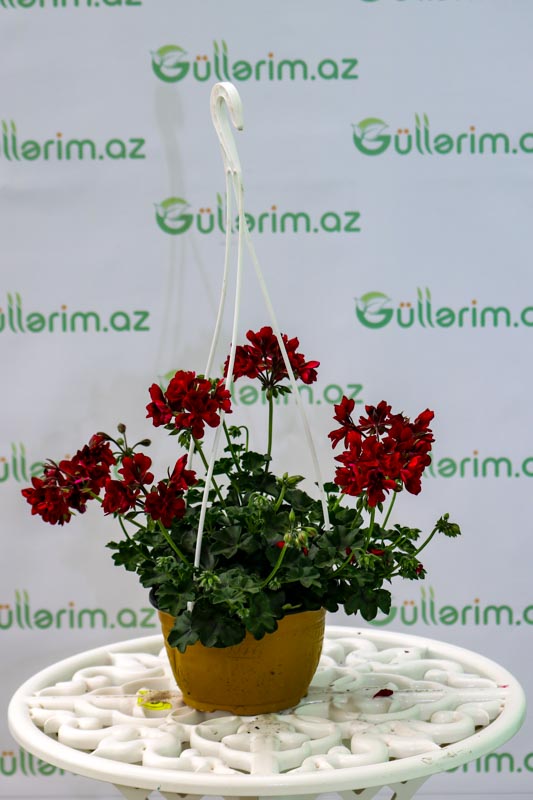 Geran bitkisi (Pelargonium peltatum)