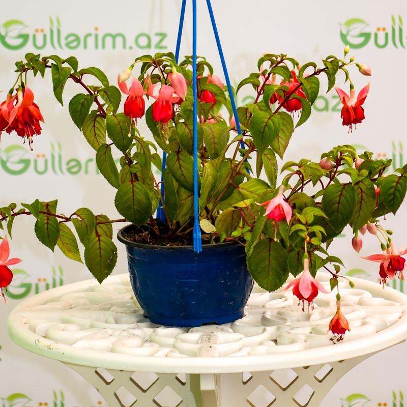 Fuksiya bitkisi (sırğagülü)