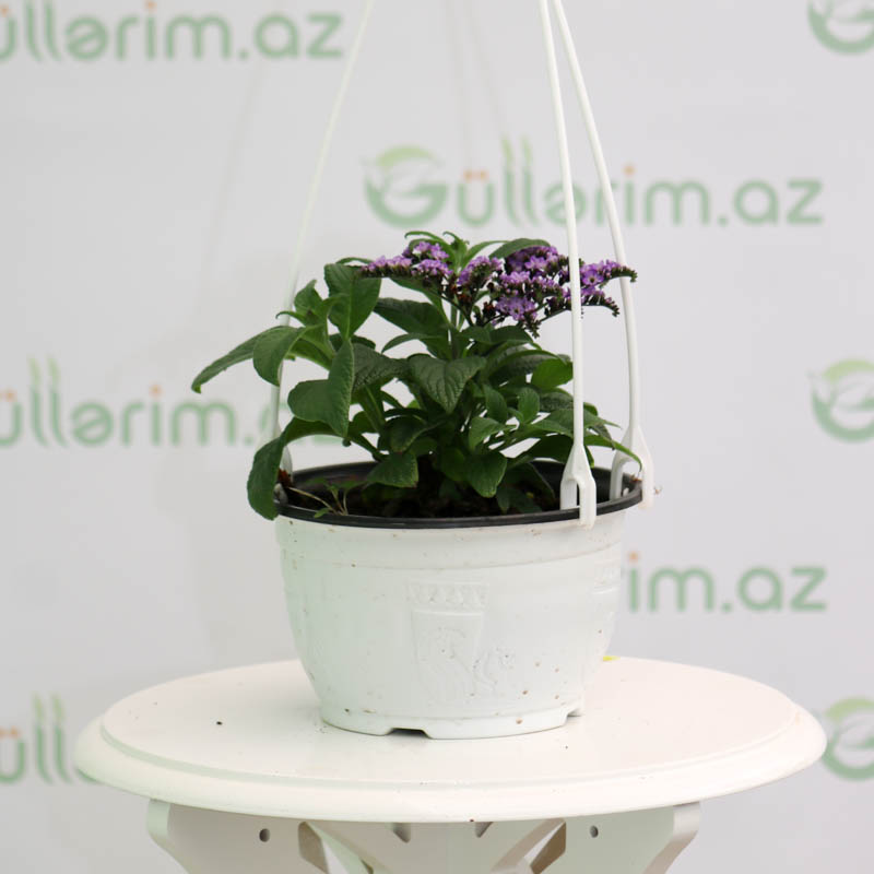 Heliotropium arborescens