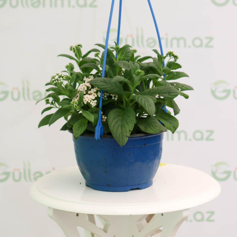 Heliotropium arborescens bikisi