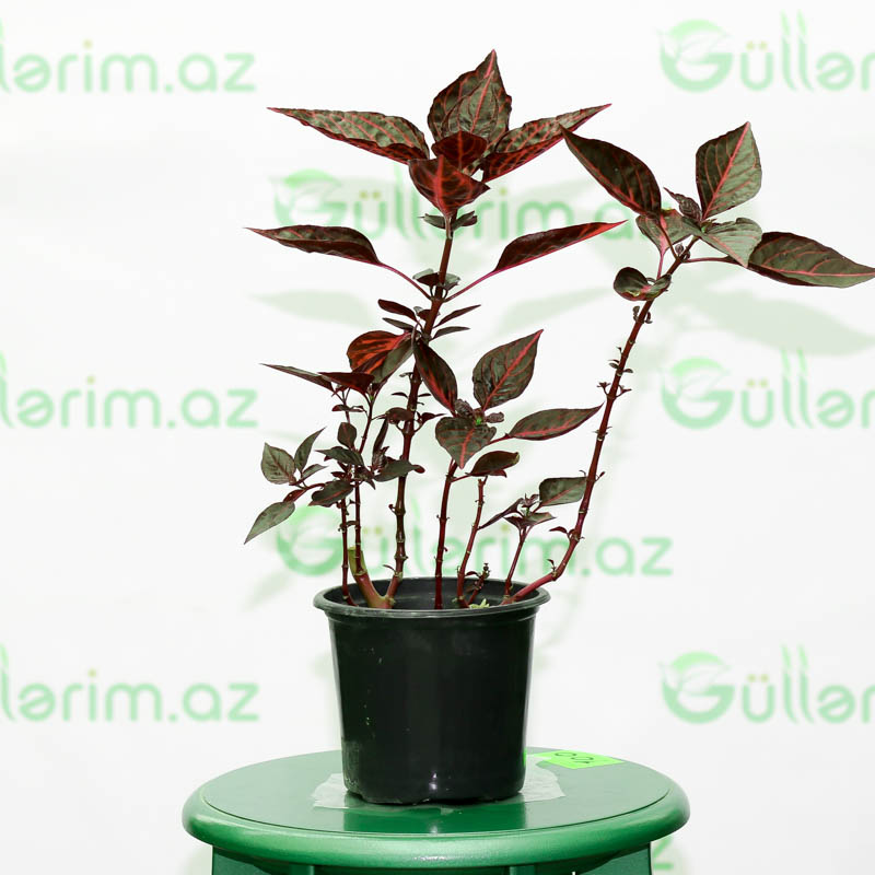 Iresine herbstii bitkisi