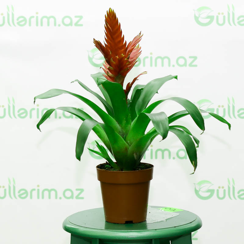 Vrieziya Karinata (Vriesea Carinata)