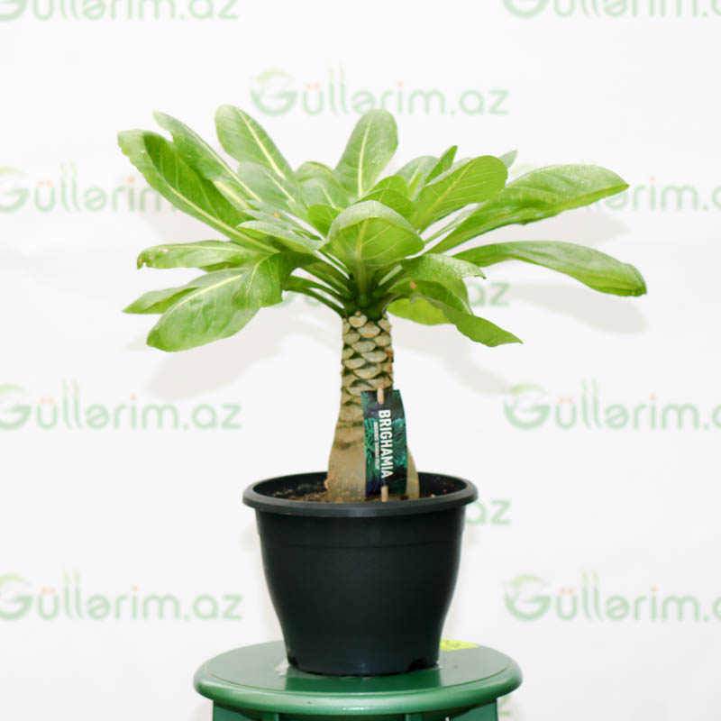 Brigamia bitkisi (Havay palması)