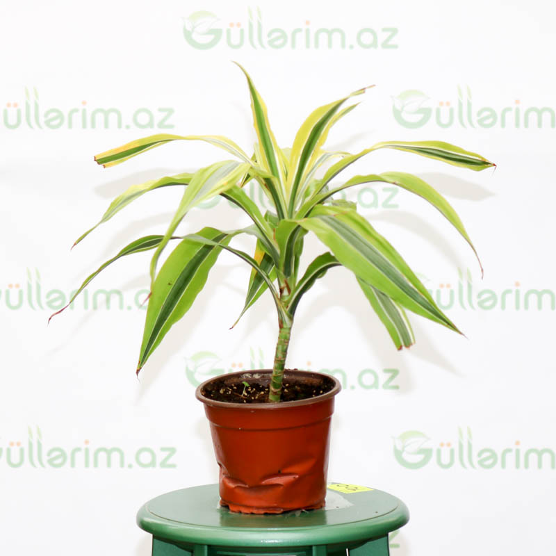 Dracaena Fragrans Lemon Lime (Drasena Limon)