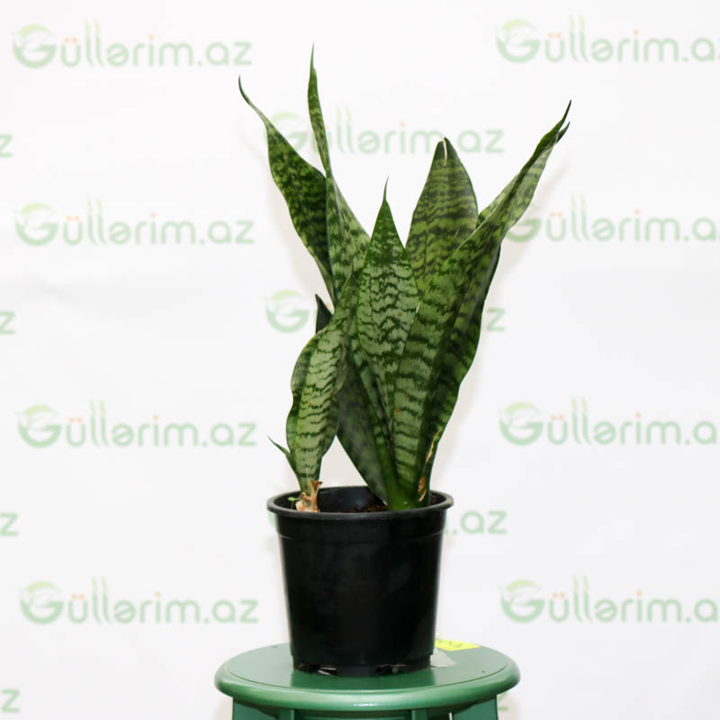 Sansevieria Zeylanica (Qılınc gülü)