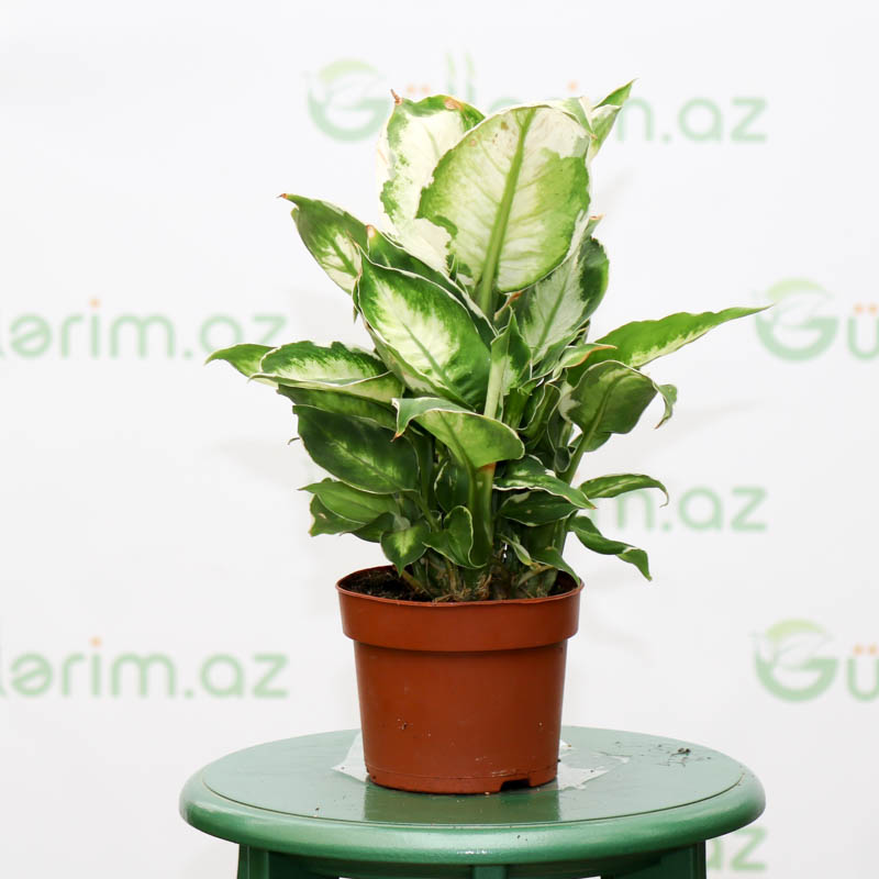 Dieffenbachia Camilla