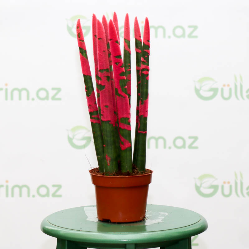 Sansevieria silindrşəkilli
