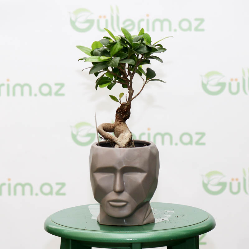 Ficus mikrokarpa bitkisi