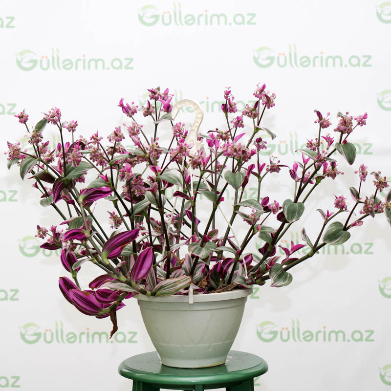 Tradeskansiya (Tradescantia)