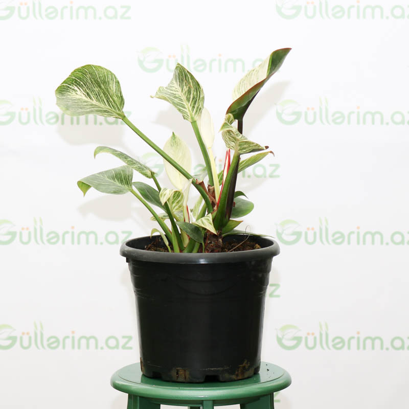 Philodendron Birkin