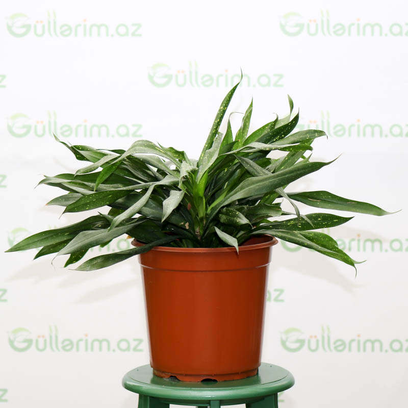 Sancaena Fireflies Green