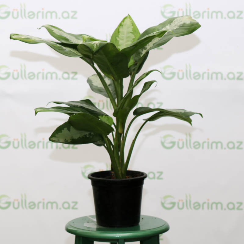 Aglaonema Pattaya Beauty