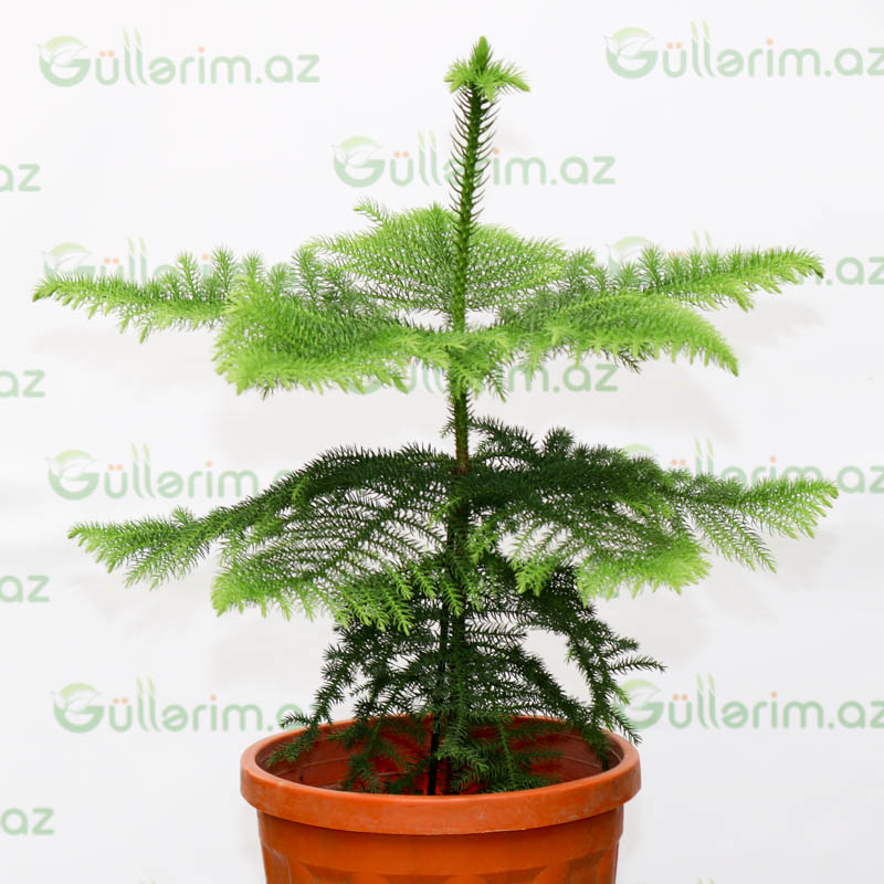 Araukariya (Araucaria)