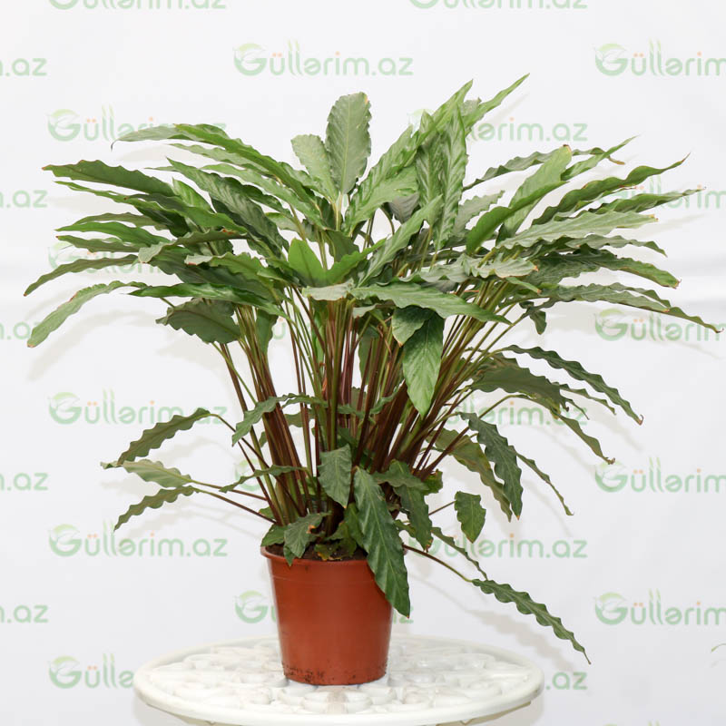 Kalateya, kalatea, calathea Tropistar