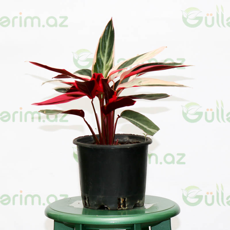 Stromanthe sanguinea Tricolor