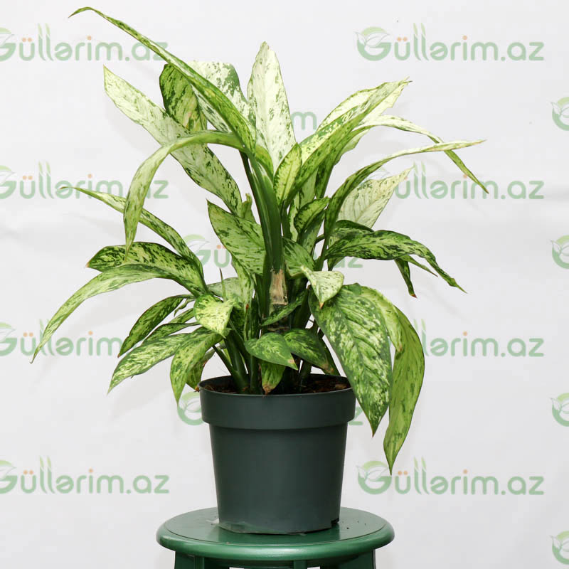 Dieffenbachia Vesuvius