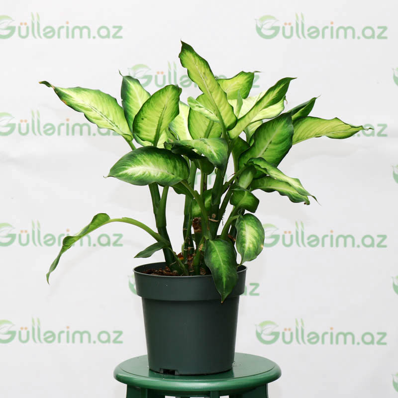 Difenbahya bitkisi (Dieffenbachia Tropic Snow) (Diffenbaxiya)