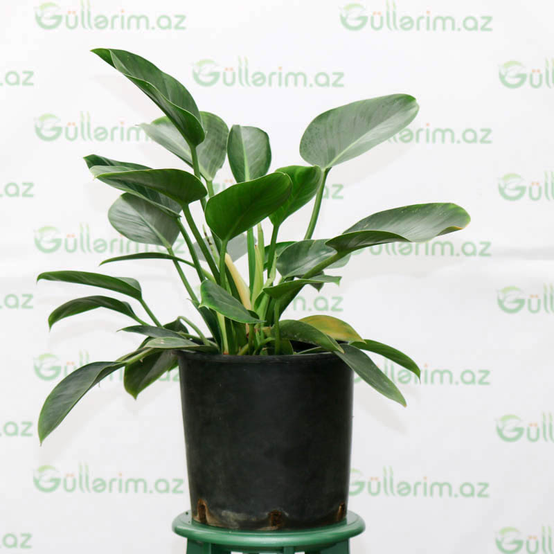 Philodendron Scandens