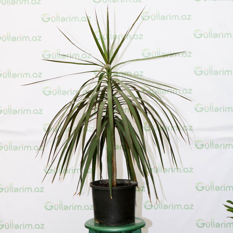 dracaena marginata