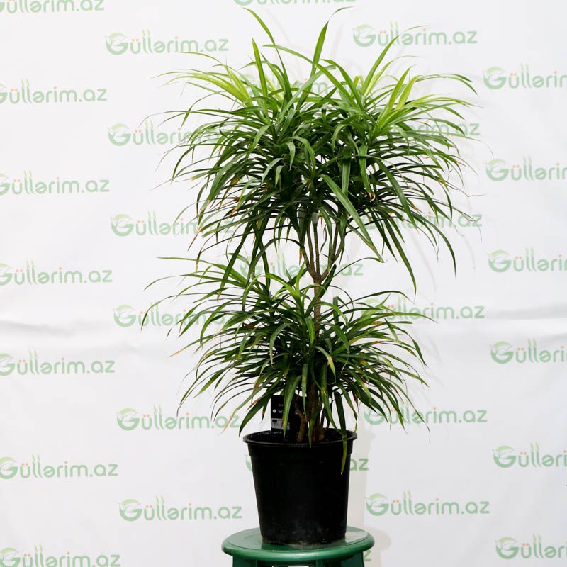 Dracaena reflexa
