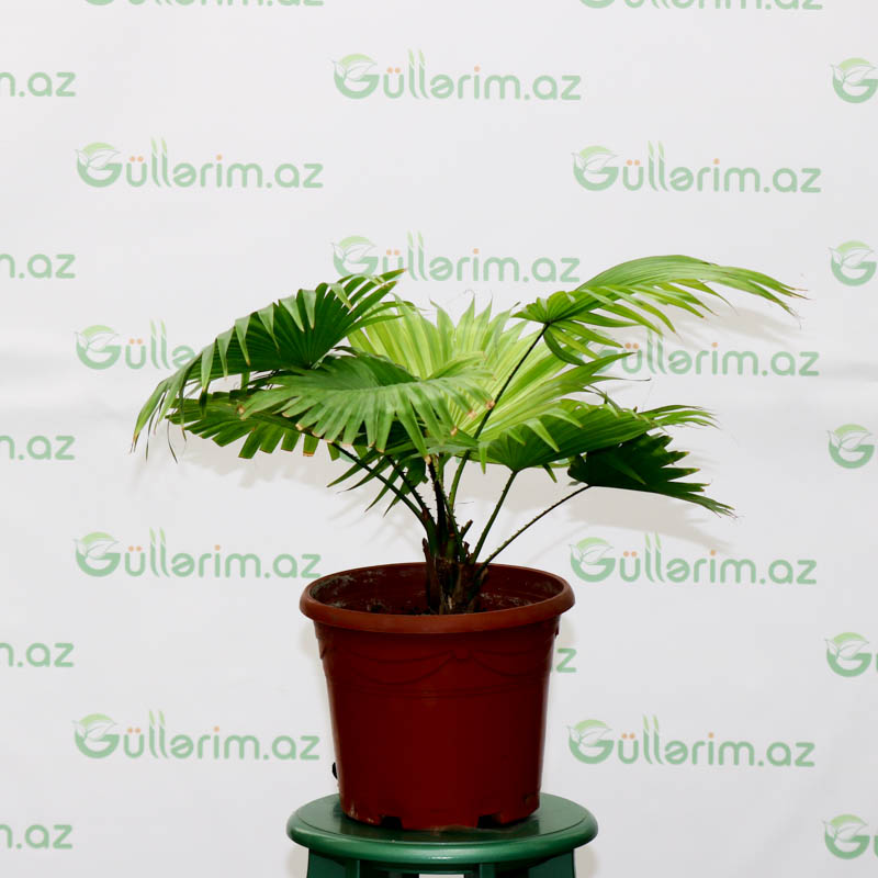 Livistona Rotundifolia (Palmiya Bitkisi)