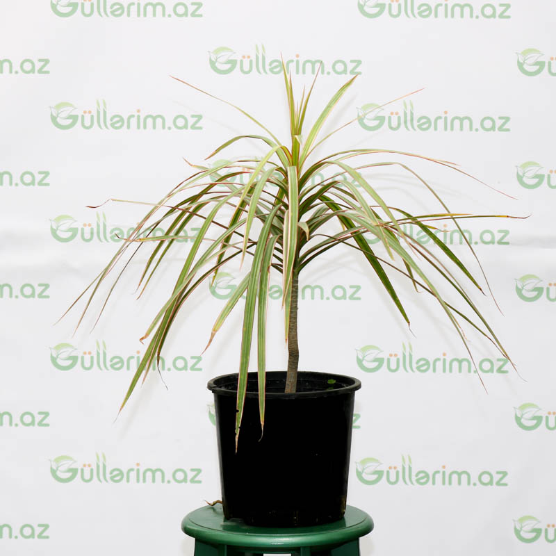 dracaena marginata