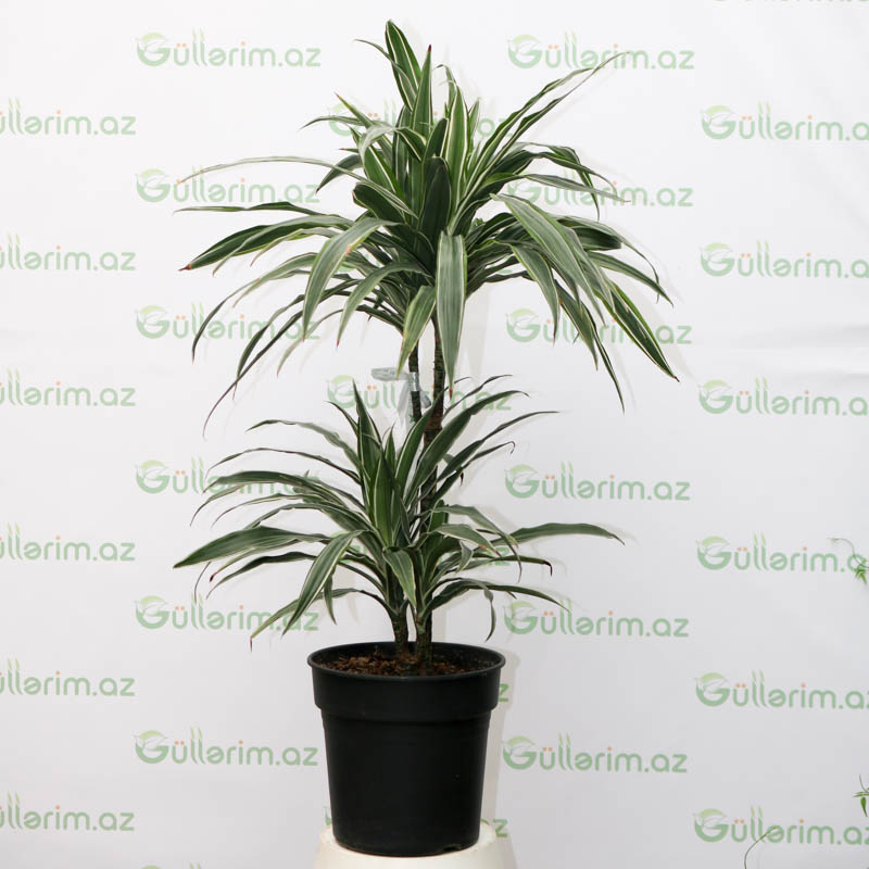Dracaena reflexa (Drasena Refleksa)
