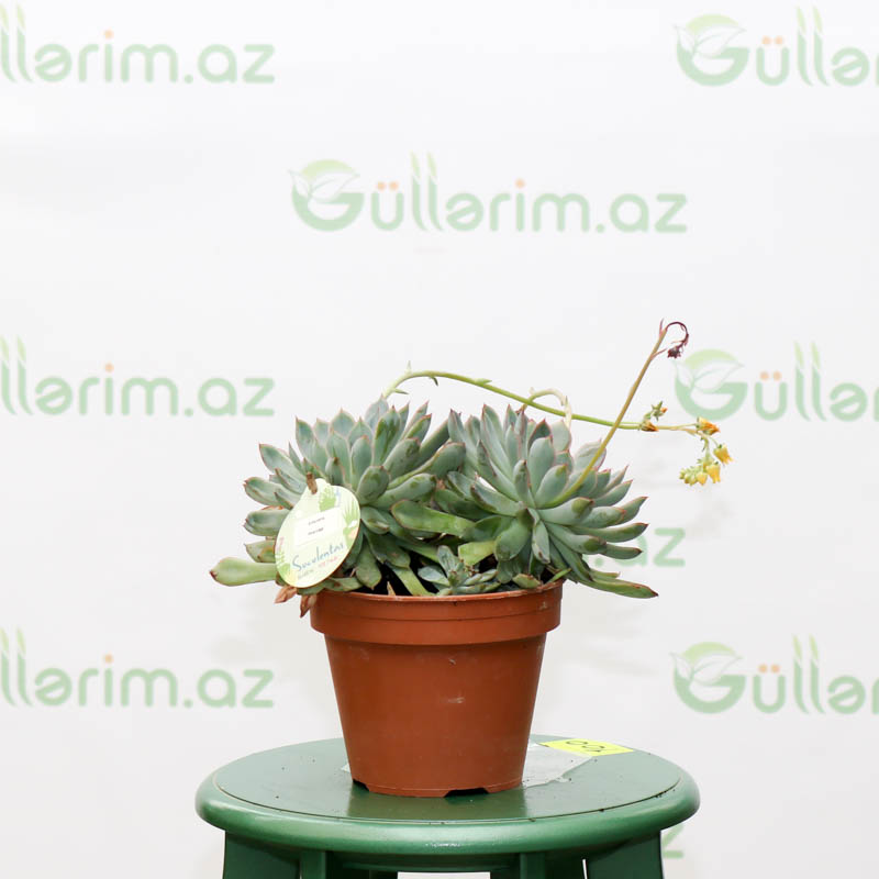 Echeveria pulidonis bitkisi