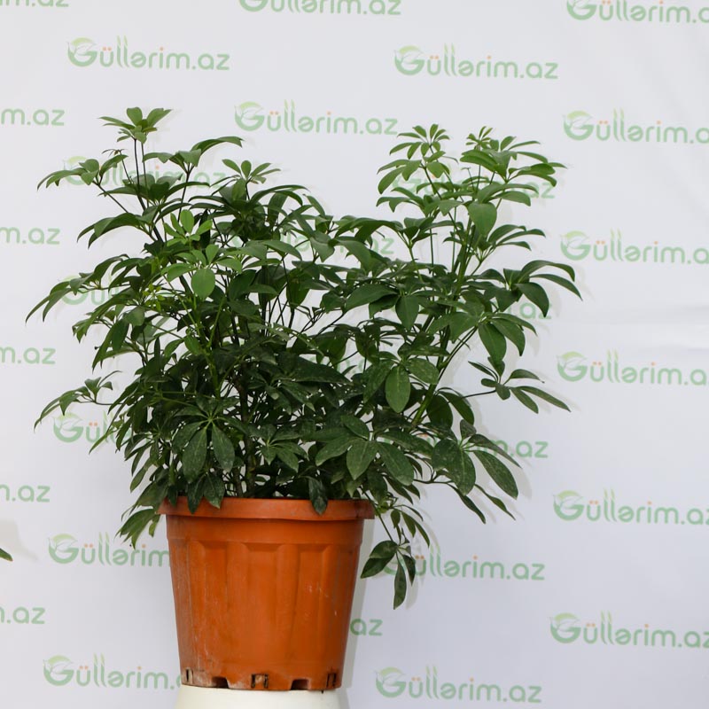 Schefflera Louisiana