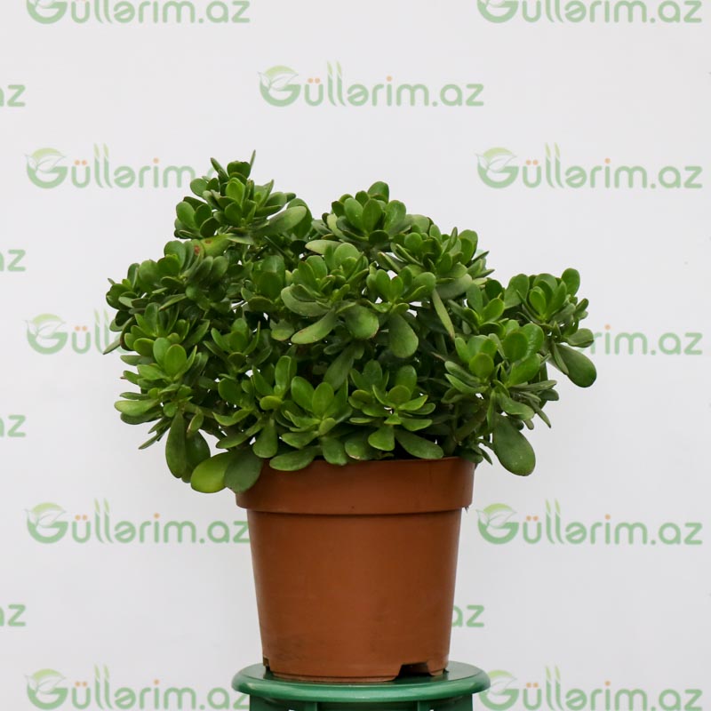 Crassula Ovata (Krasulla pul ağacı)