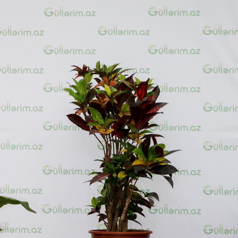 Codiaeum,Croton