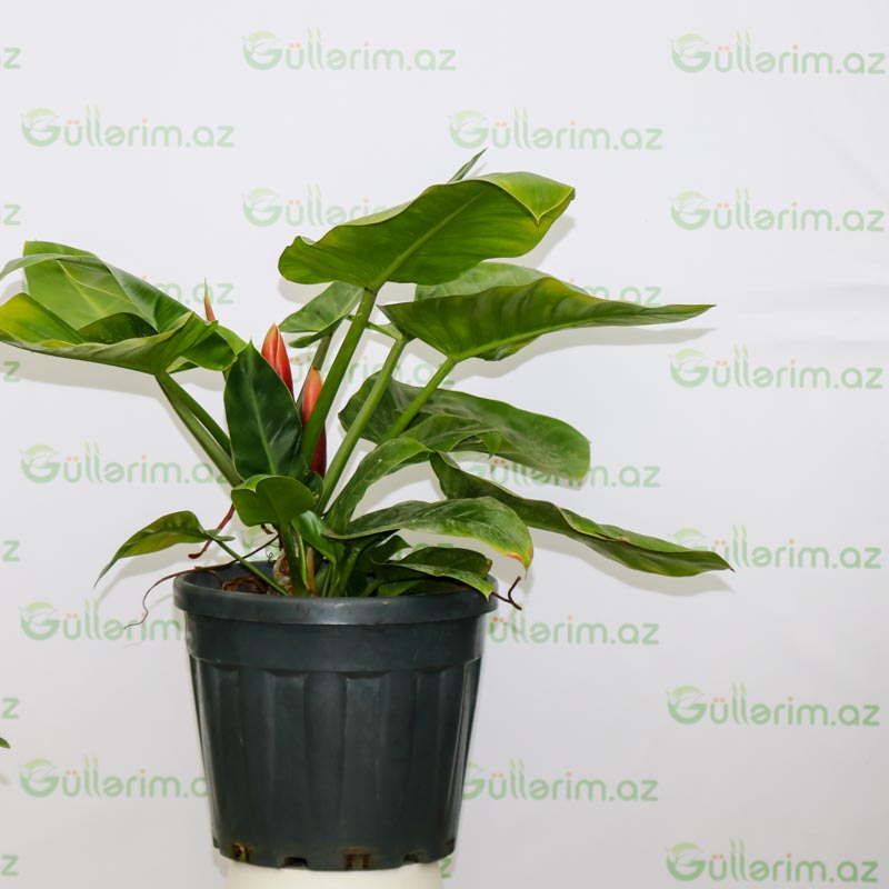 Philodendron Imperial Green